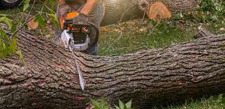 How Our Tree Care Process Works  in  Milford Square, PA